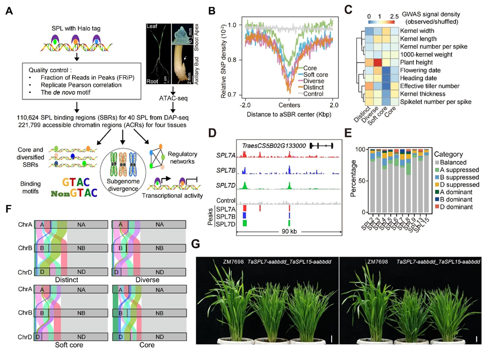 Low-affinity SPL binding sites contribute to subgenome expression divergence in allohexaploid wheat