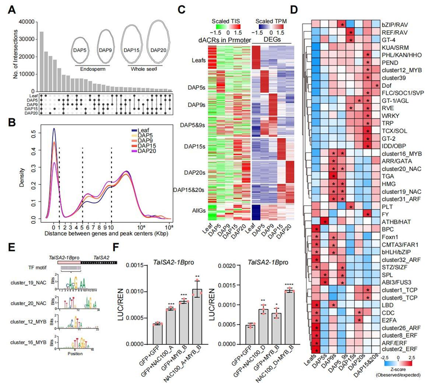 Chromatin accessibility landscapes revealed the subgenome-divergent regulation networks during wheat grain development