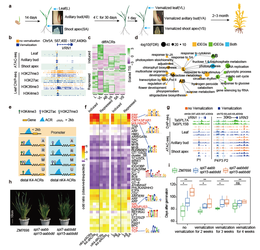Epigenomic identification of vernalization cis-regulatory elements in winter wheat