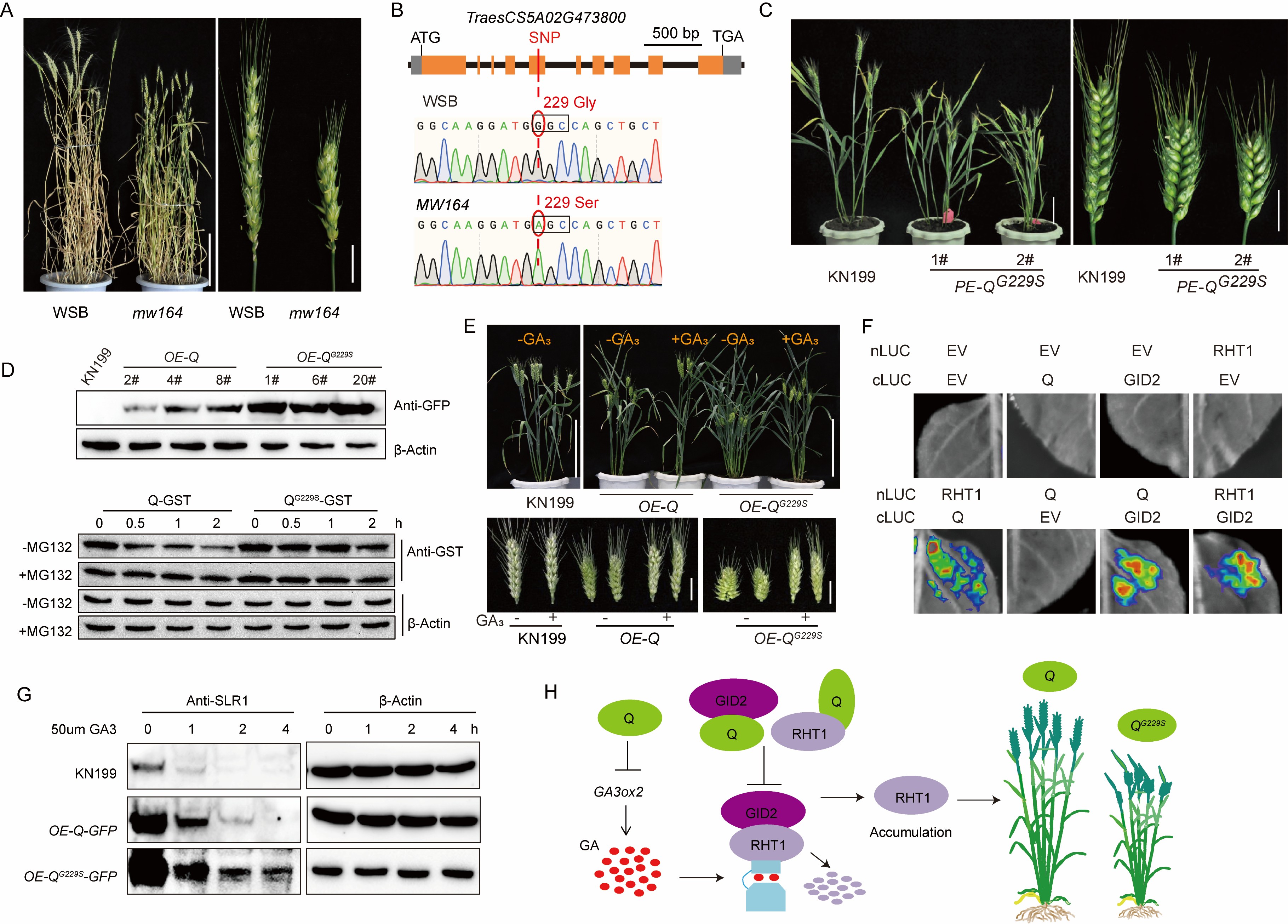 The wheat transcription factor Q functions in gibberellin biosynthesis and signaling and regulates height and spike length