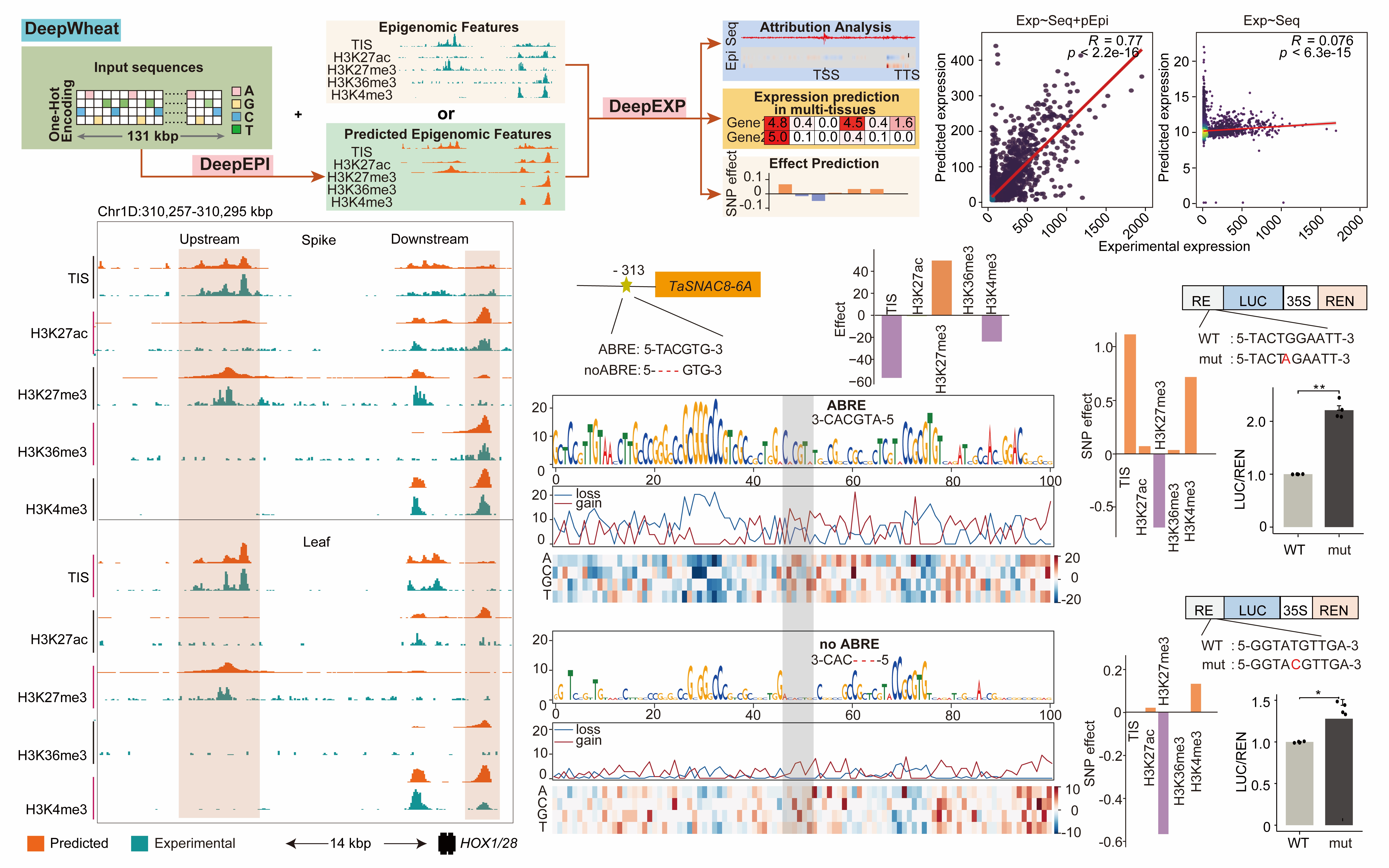 DeepWheat: predicting the effects of genomic variants on gene expression and regulatory activities across tissues and varieties in wheat using deep learning