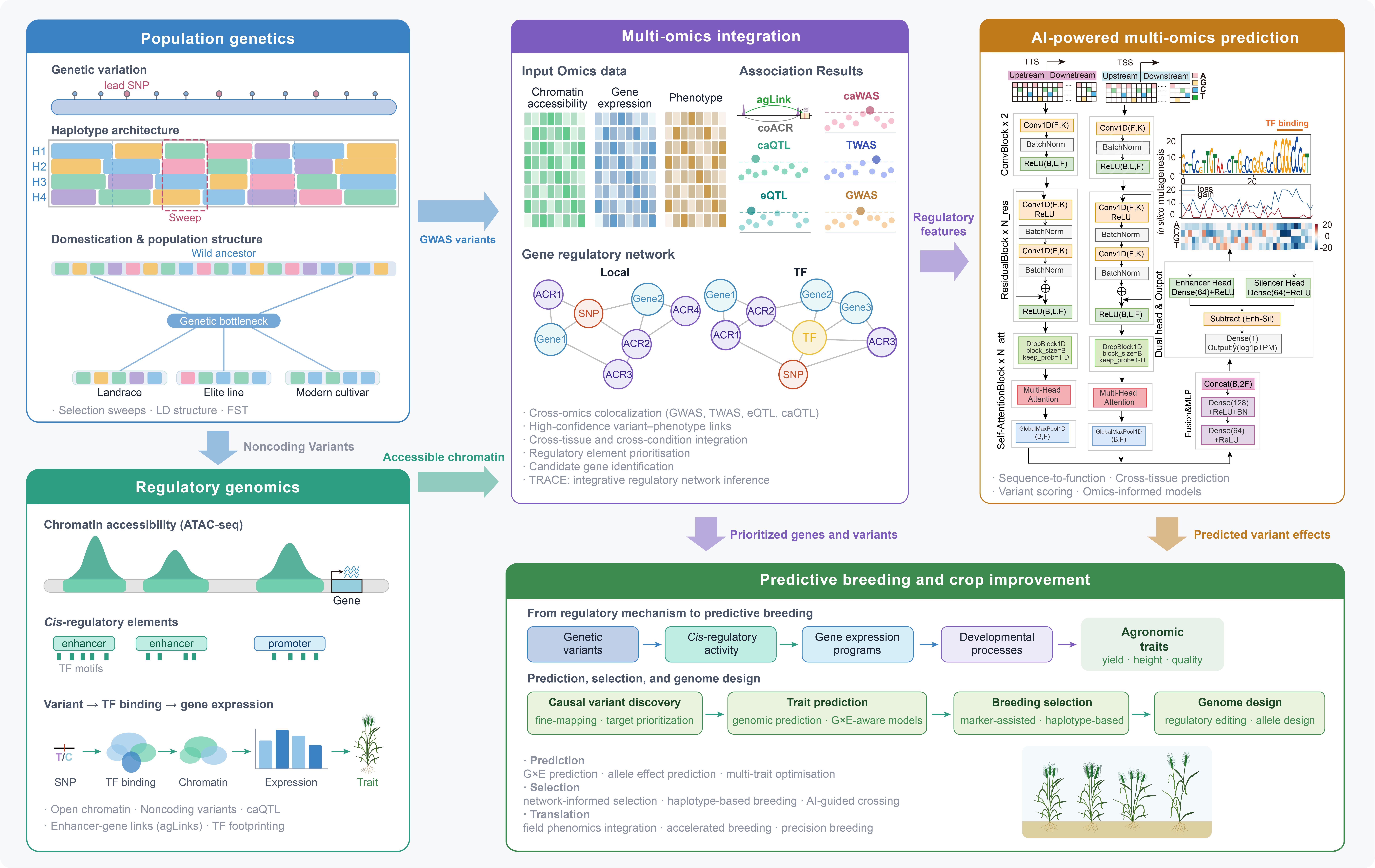 Overview of research themes and multi-omics integration in wheat